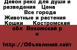 Девон рекс для души и разведения › Цена ­ 20 000 - Все города Животные и растения » Кошки   . Костромская обл.,Вохомский р-н